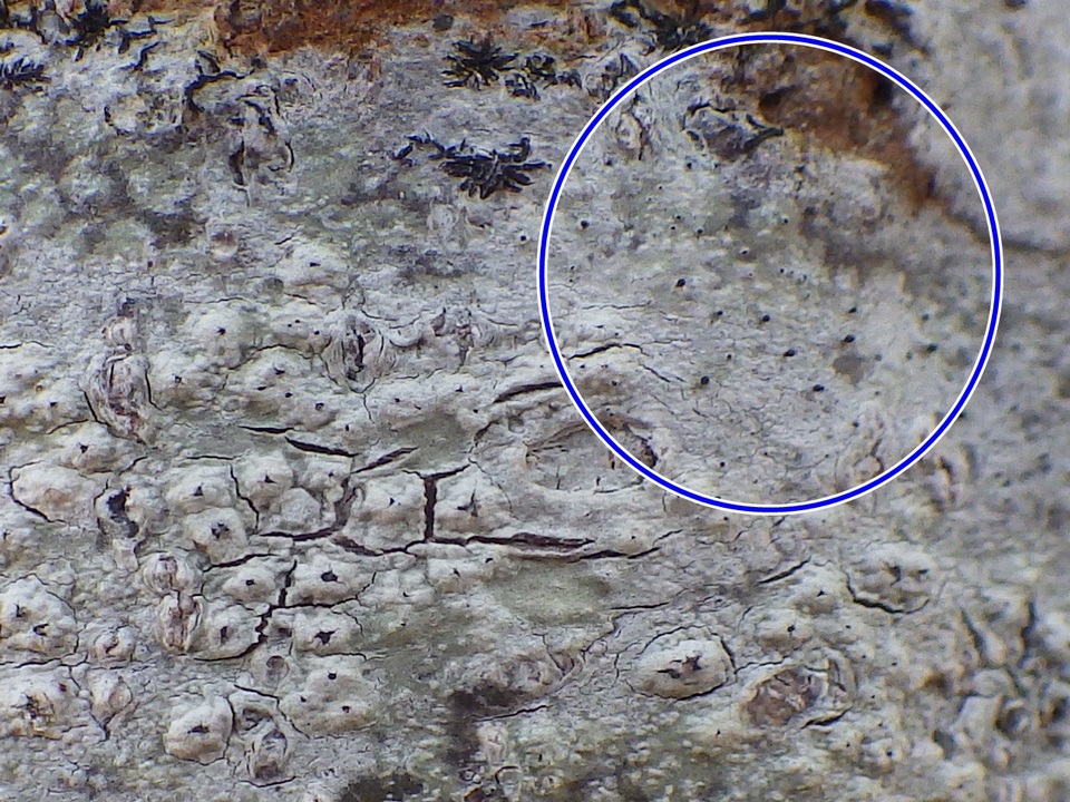 Sphinctrina tubiformis image