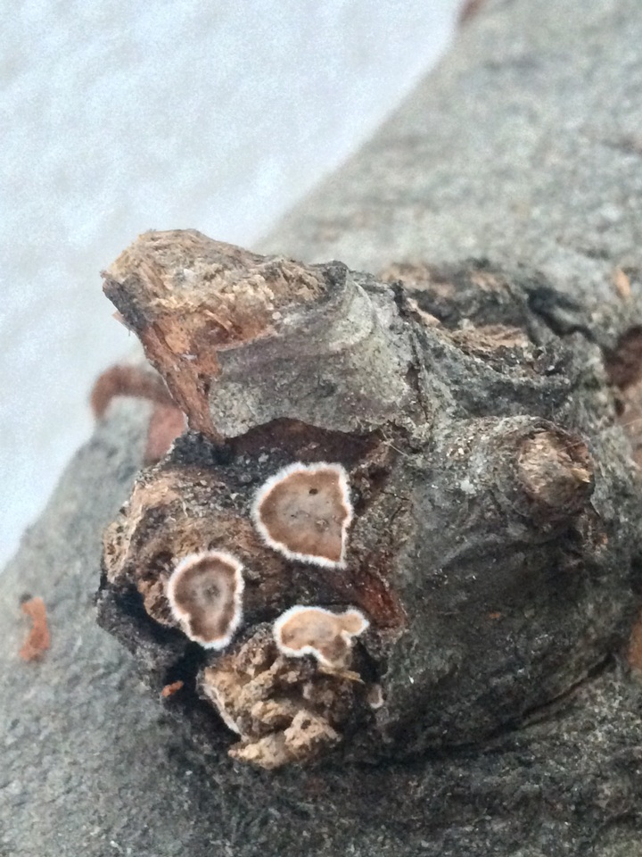 Peniophora malenconii subsp. americana image