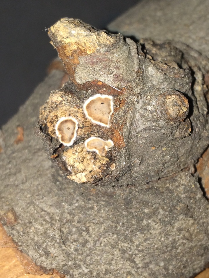 Peniophora malenconii subsp. americana image
