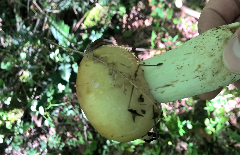 Russula grata image