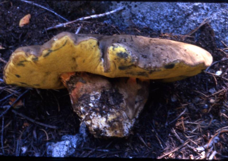 Boletus calopus var. frustosus image