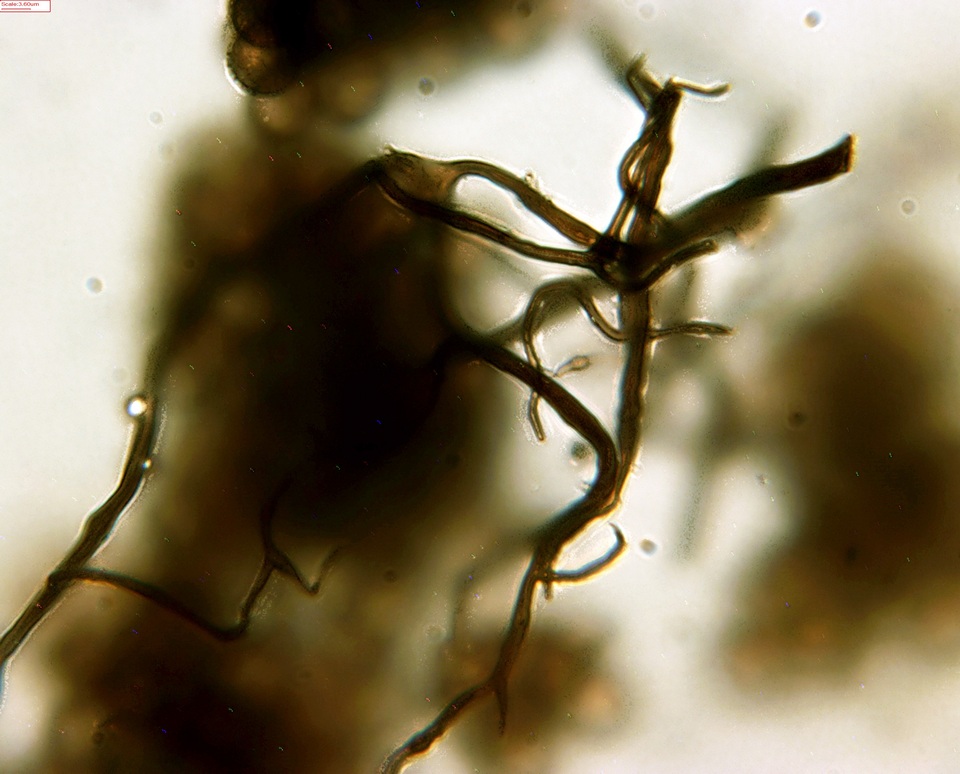 Reticularia jurana image