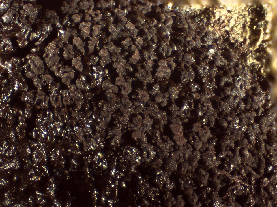 Reticularia jurana image