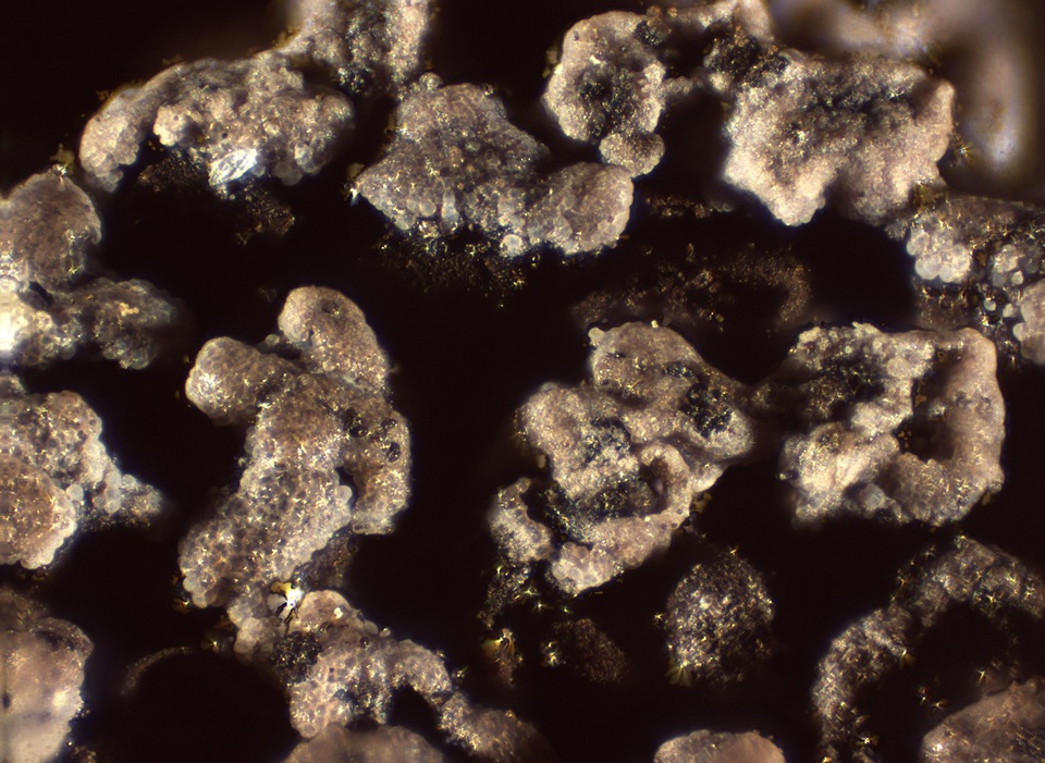 Reticularia jurana image