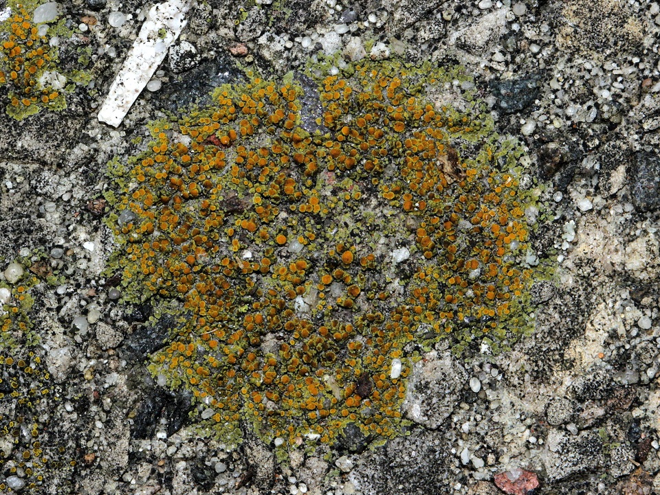 Caloplaca feracissima image