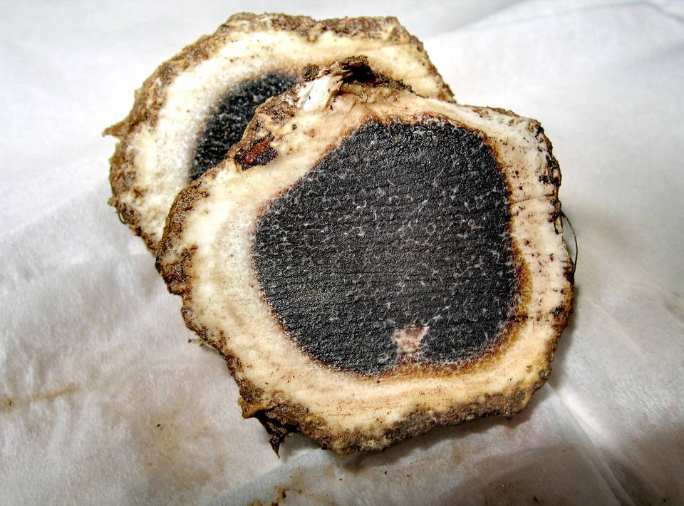 Scleroderma hypogaeum image