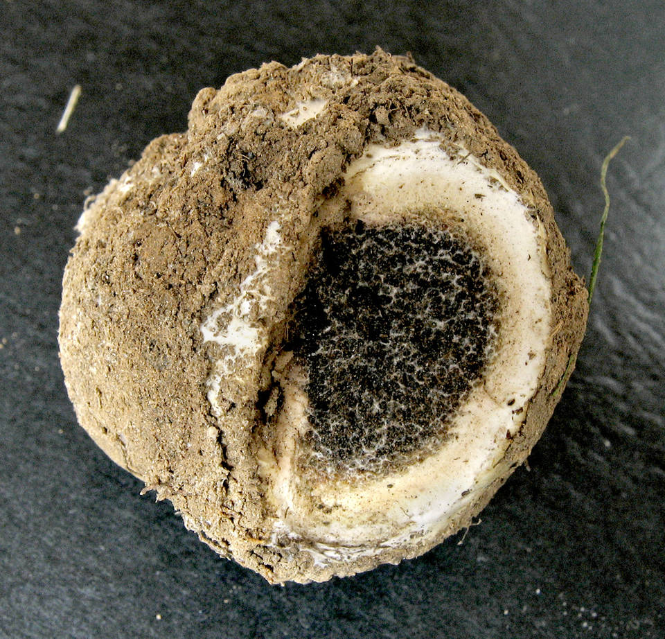 Scleroderma hypogaeum image