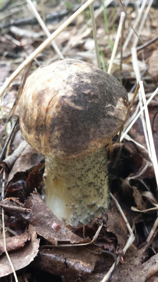 Leccinum alaskanum image