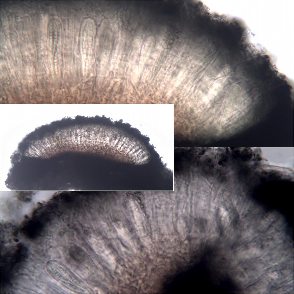 Lecanographa lyncea image