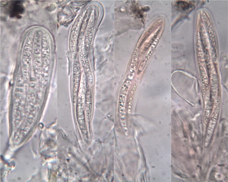 Lecanographa image