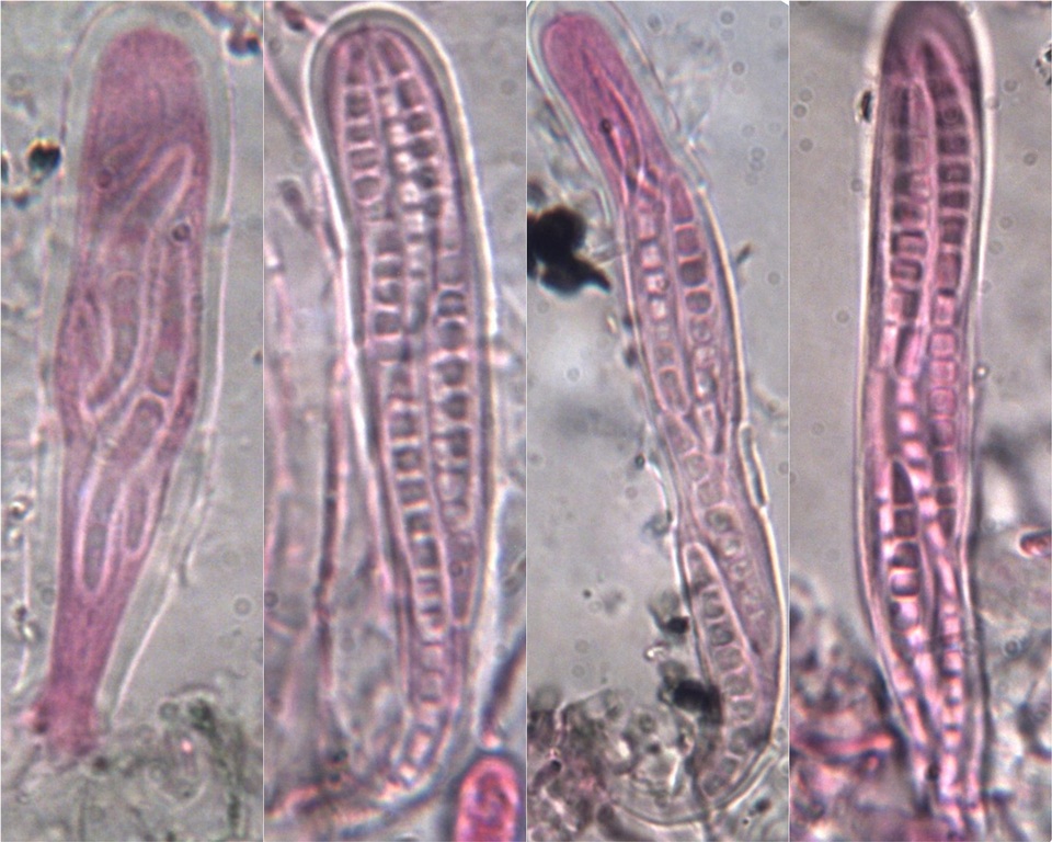 Lecanographa lyncea image