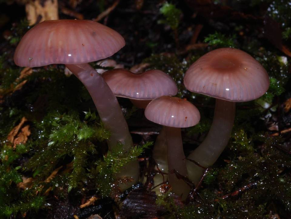 Gliophorus versicolor image