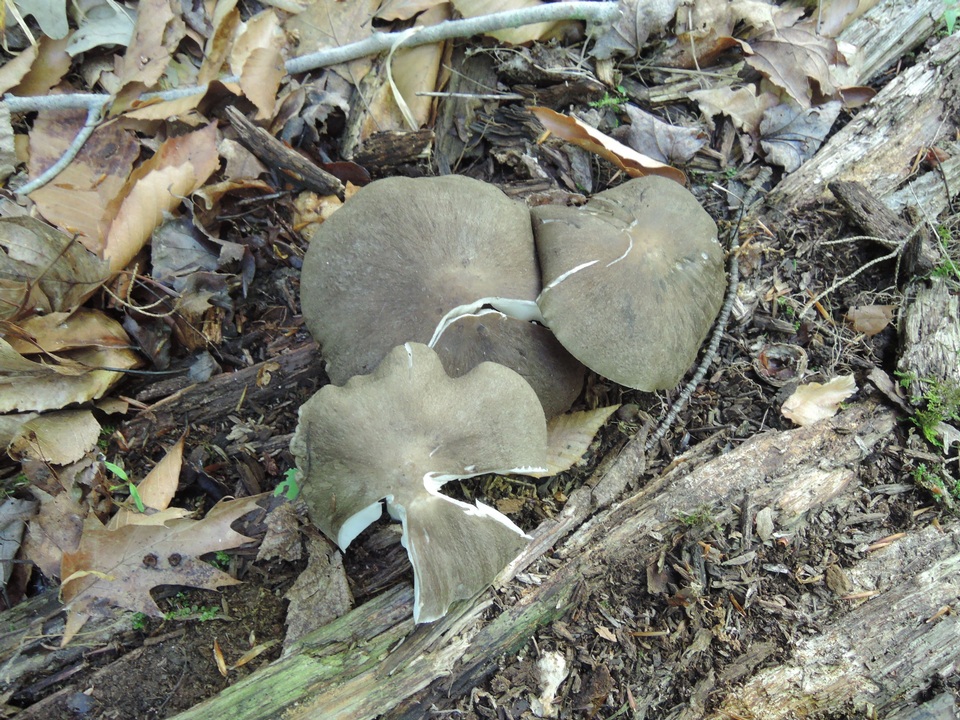 Megacollybia rodmanii f. murina image