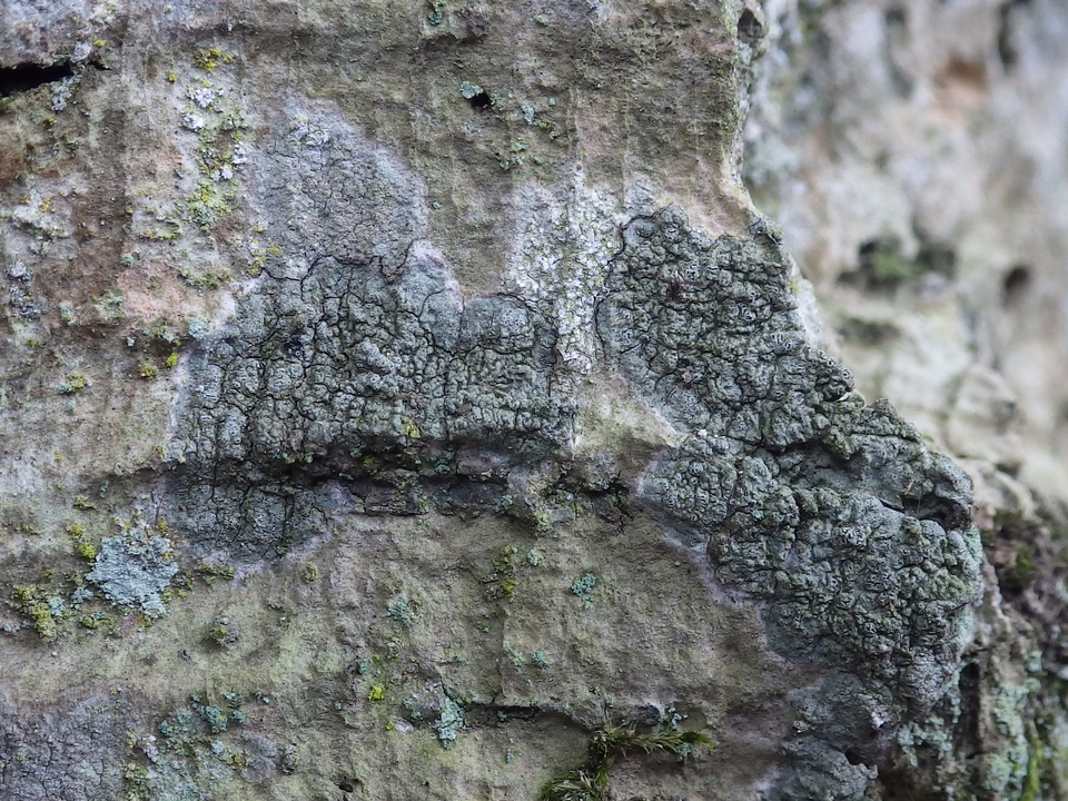 Enterographa hutchinsiae image