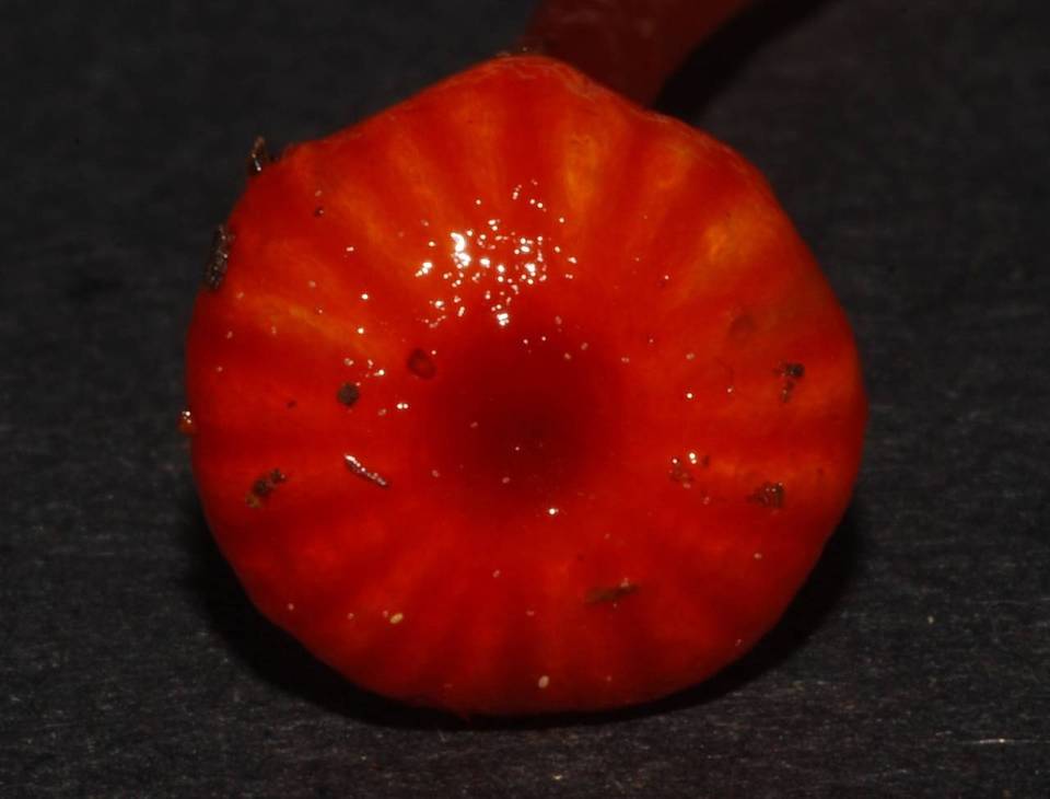 Gliophorus viscaurantius image