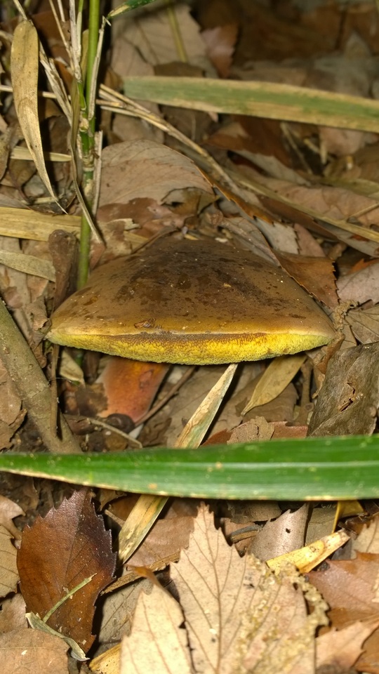Baorangia pseudocalopus image