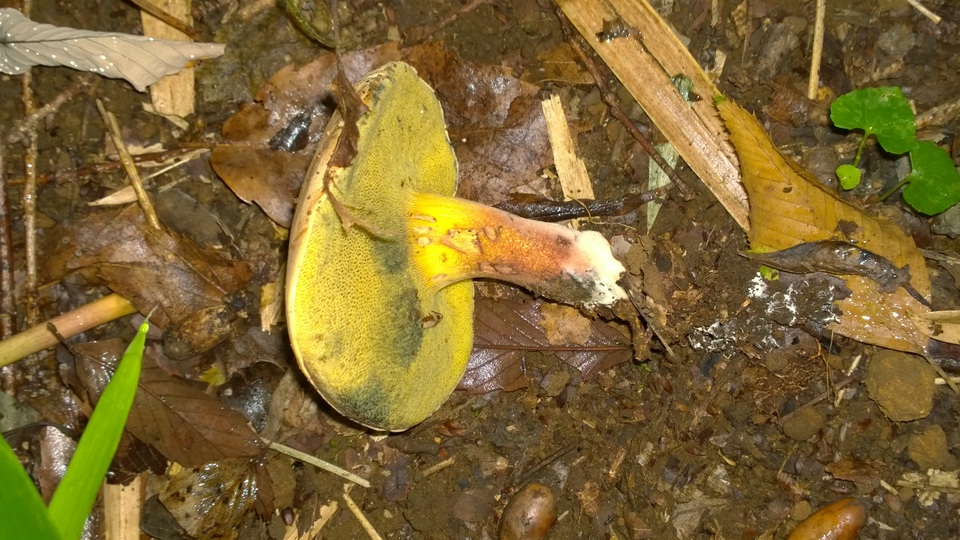 Baorangia pseudocalopus image