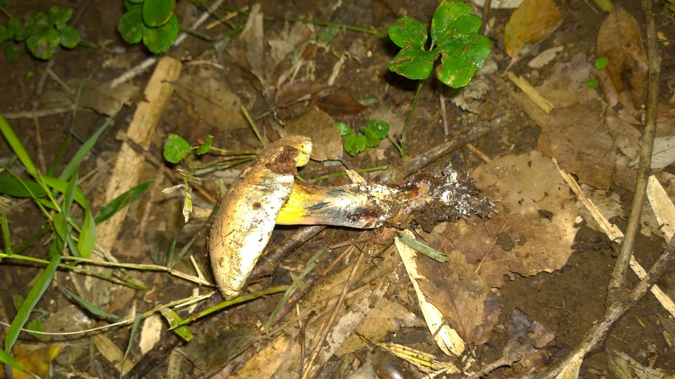Baorangia pseudocalopus image