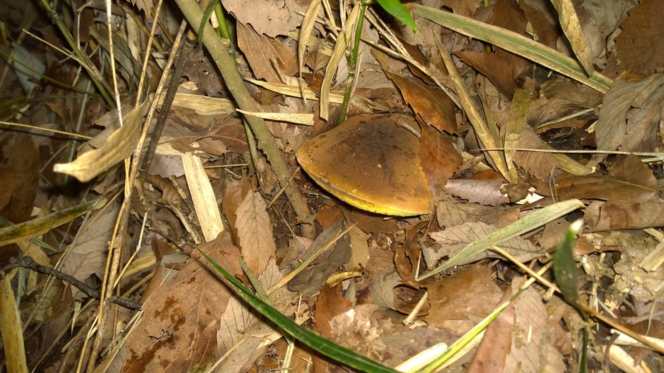 Baorangia pseudocalopus image