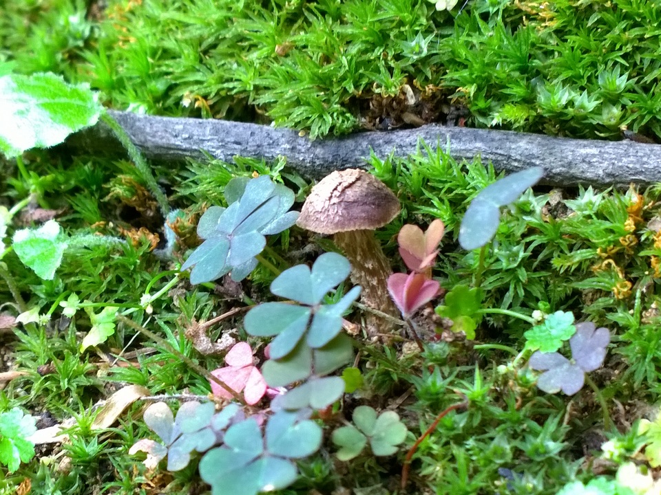 Inocybe quercina image