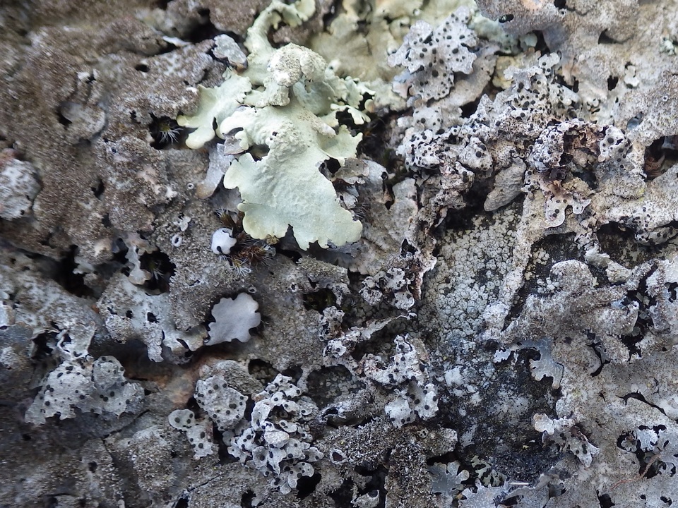 Abrothallus parmeliarum image