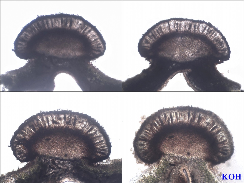 Abrothallus parmeliarum image