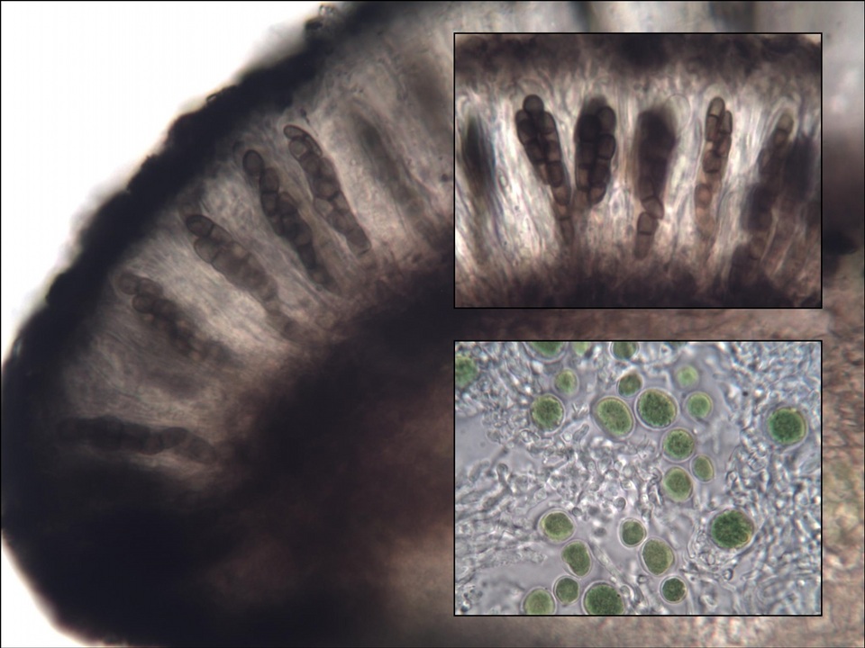 Abrothallus parmeliarum image