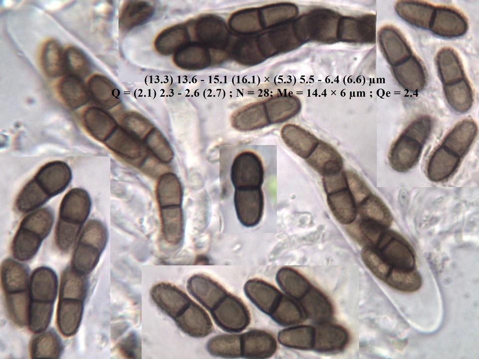 Abrothallus parmeliarum image