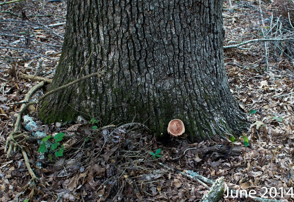 Laetiporus persicinus image