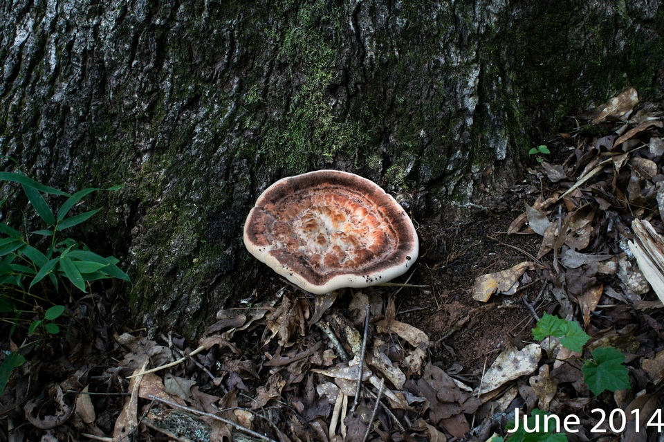 Laetiporus persicinus image
