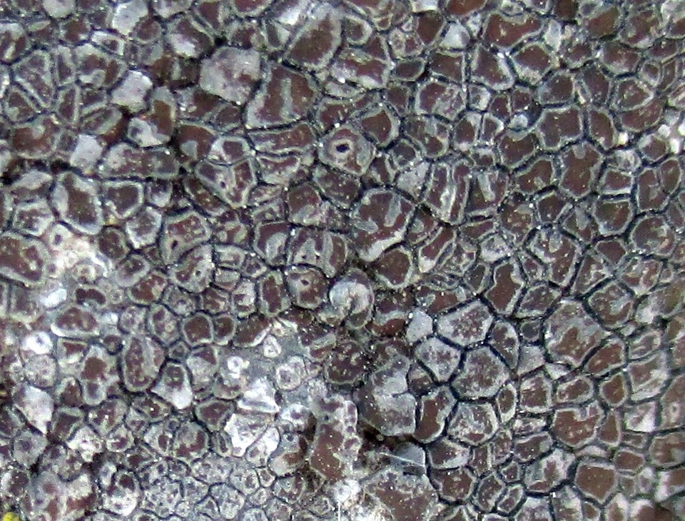 Immersaria athroocarpa image
