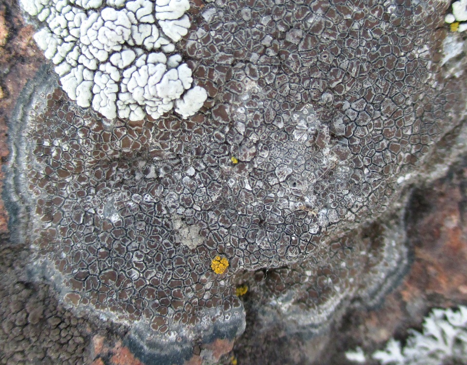 Immersaria athroocarpa image