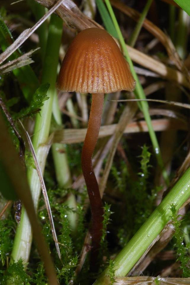 Galerina hypnorum image