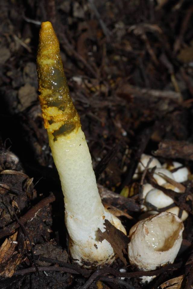 Mutinus borneensis image