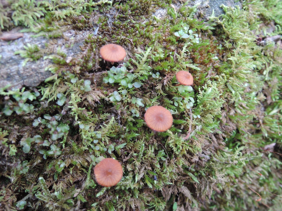 Galerina triscopa image