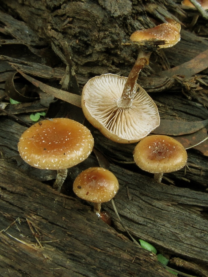 Pholiota pallidocaulis image