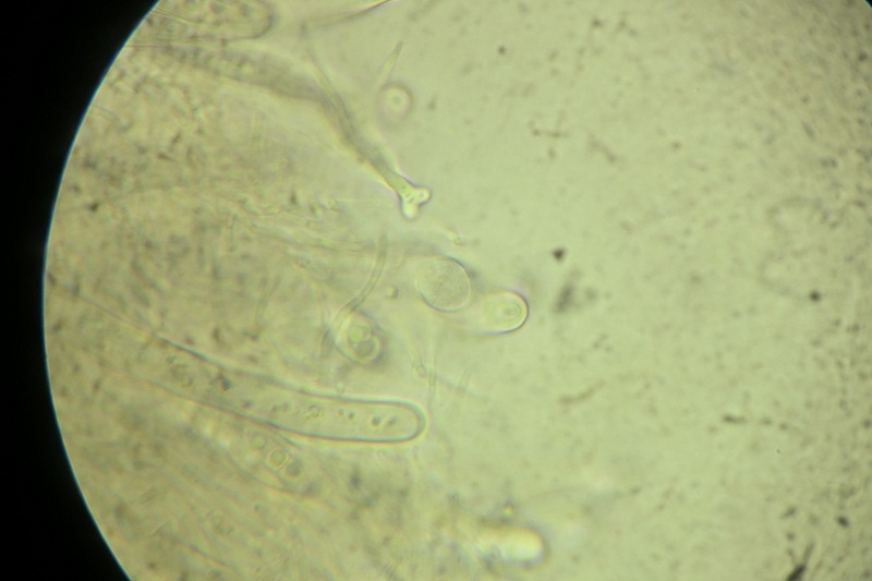 Amniculicola image