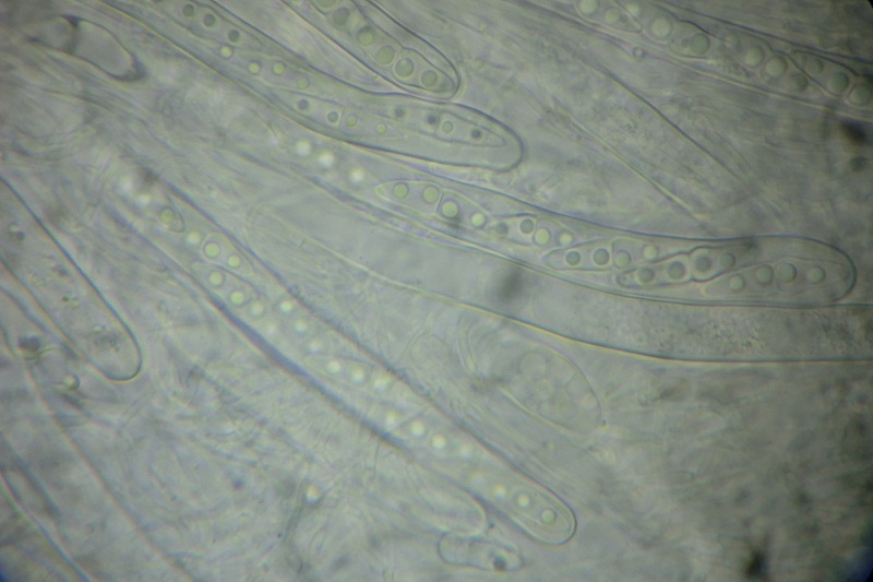 Amniculicola parva image