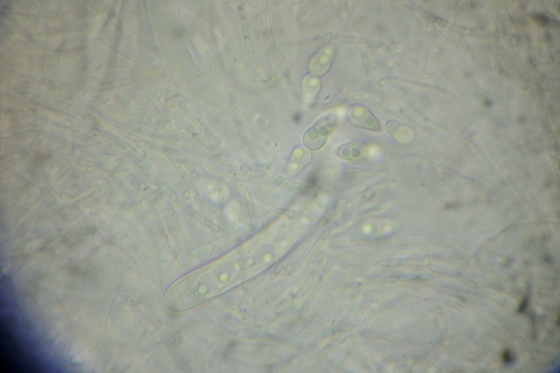 Amniculicola image