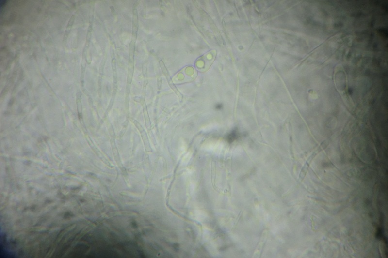 Amniculicola parva image