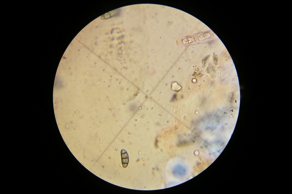 Ascitendus austriacus image