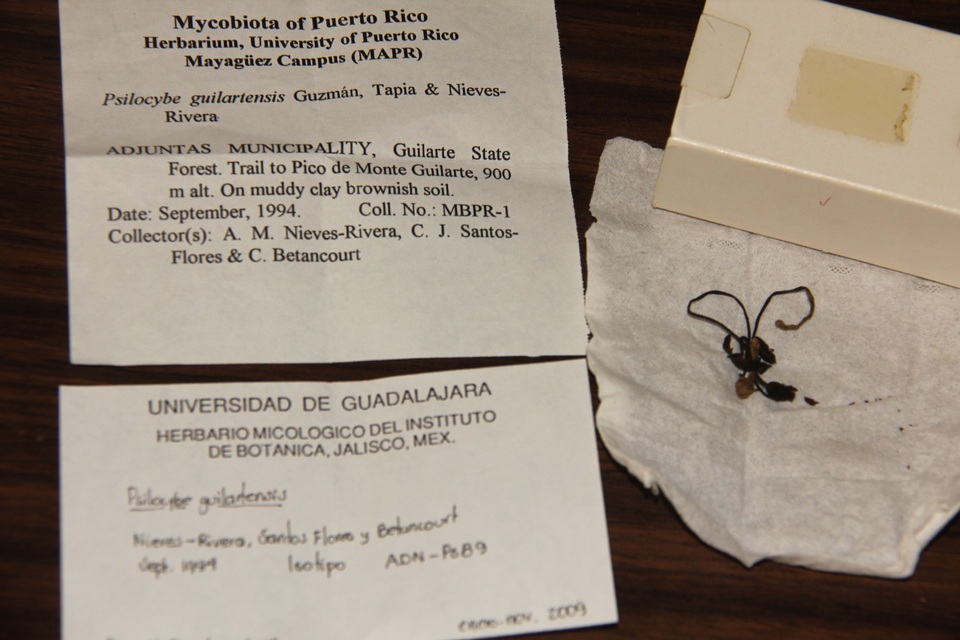 Psilocybe guilartensis image