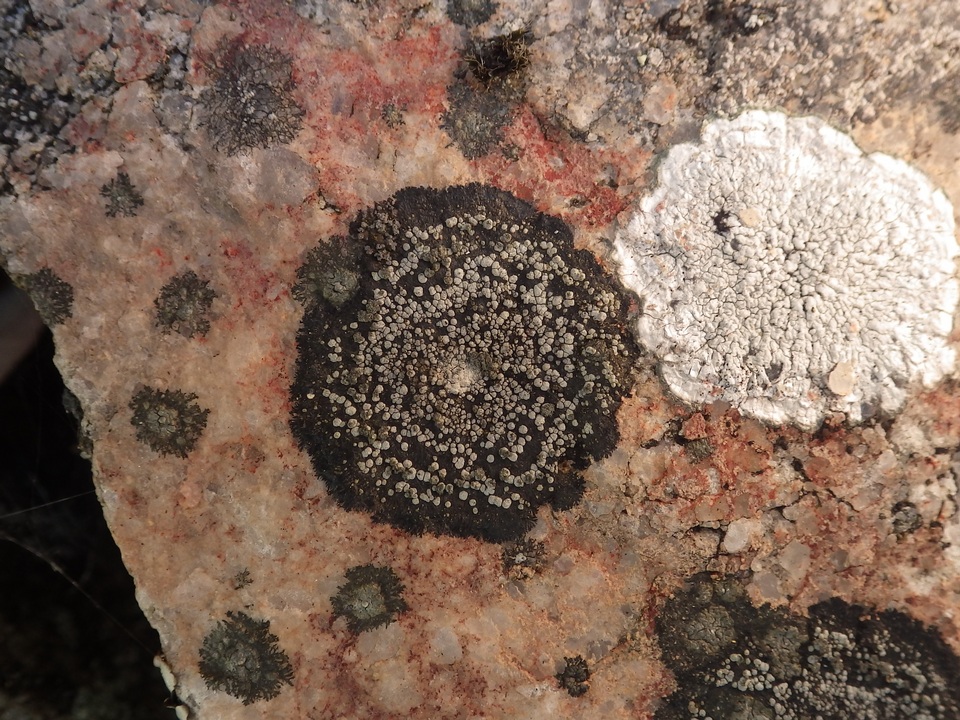 Rinodina aspersa image