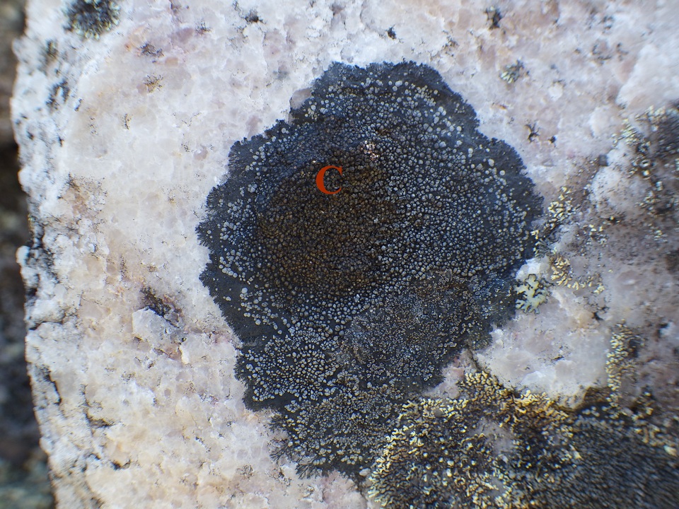 Rinodina aspersa image