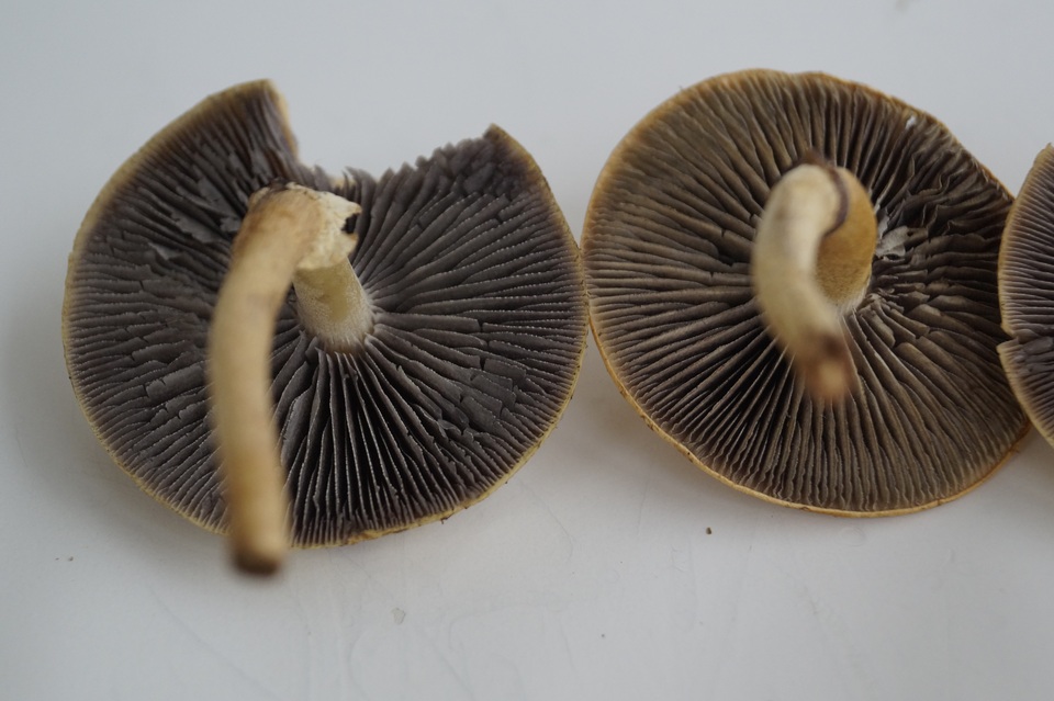 Leratiomyces magnivelaris image