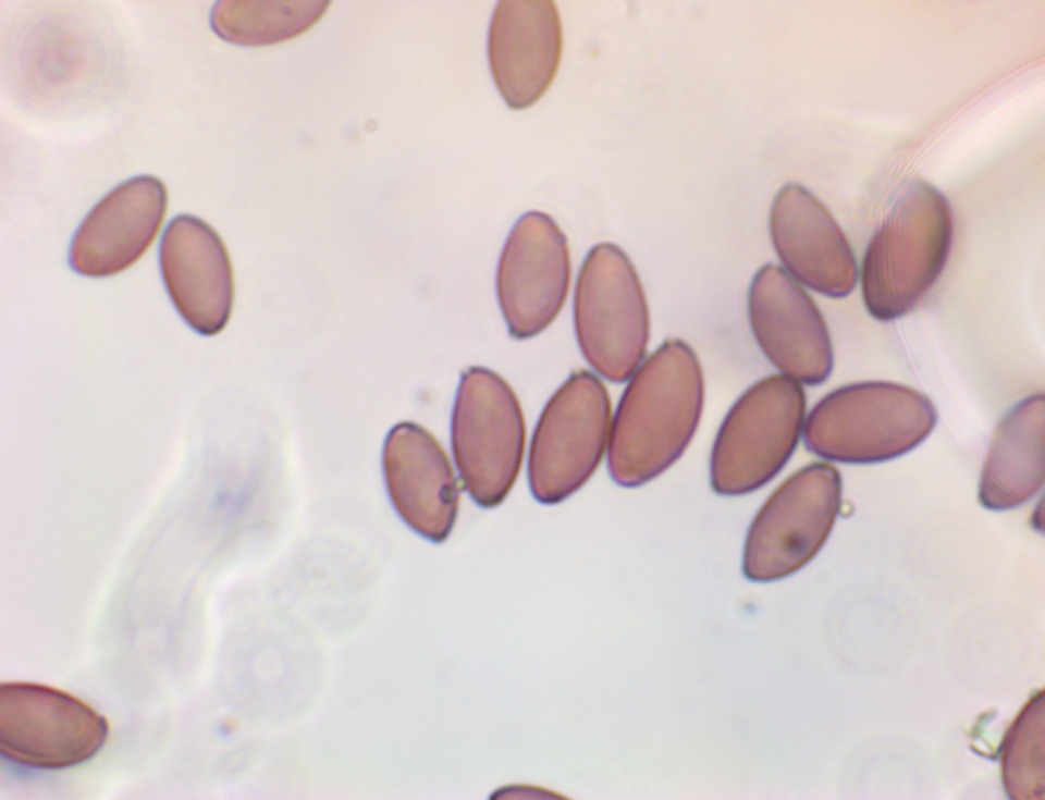 Leratiomyces magnivelaris image