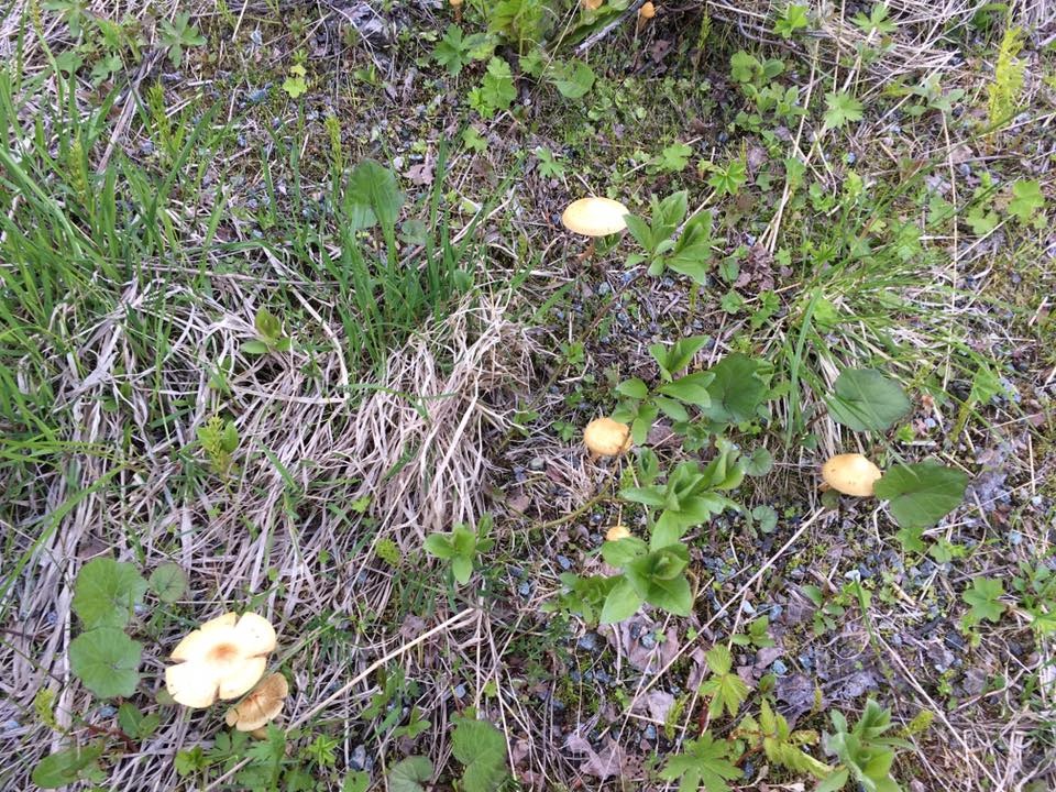 Leratiomyces magnivelaris image