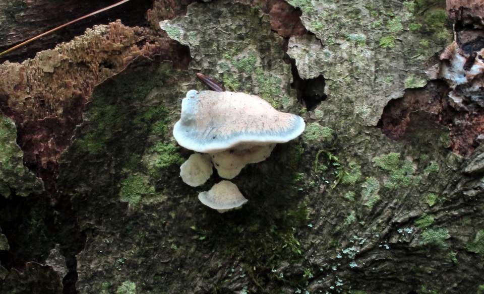 Postia livens image