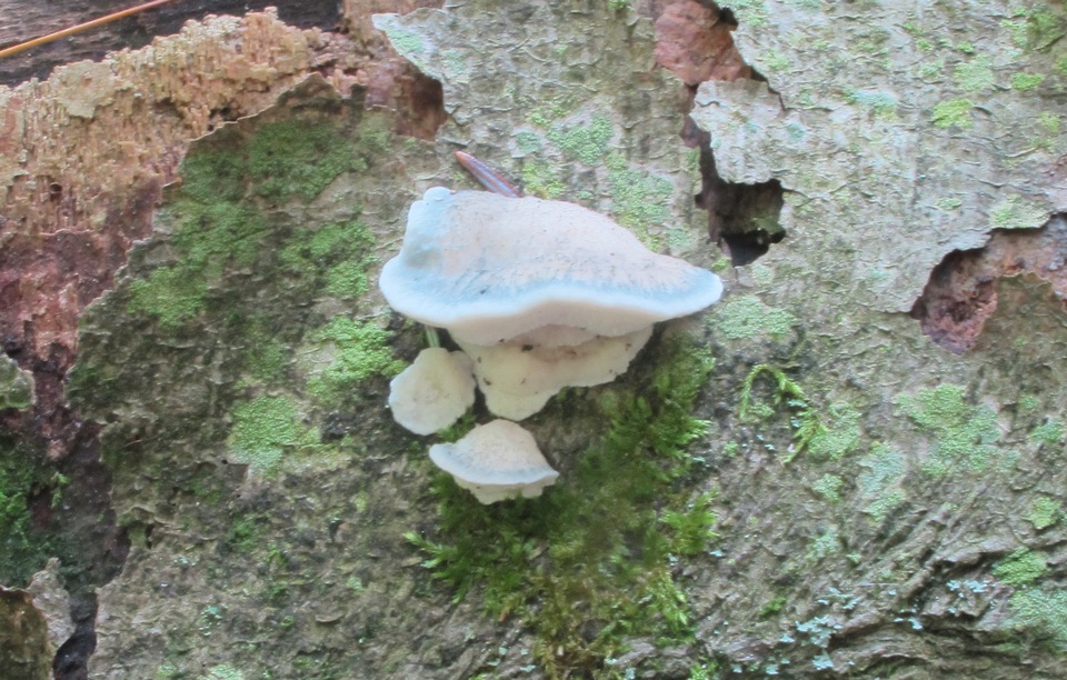 Postia livens image