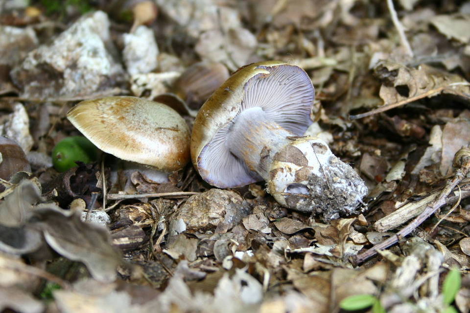 Cortinarius glaucopus var. olivaceus image